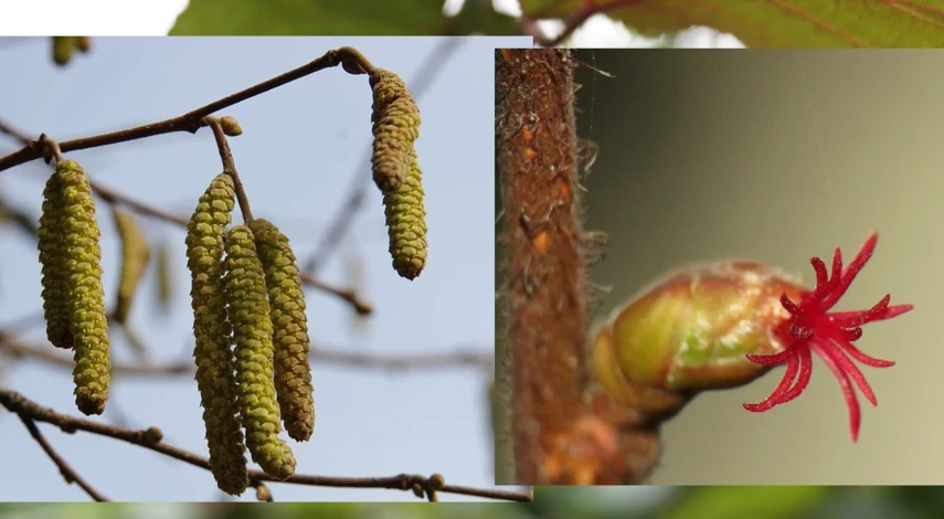 как цветет лещина