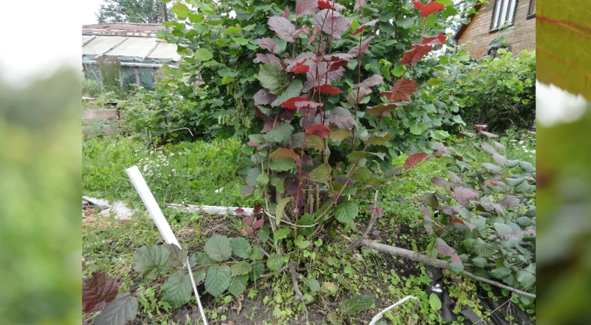 фундук краснолистный