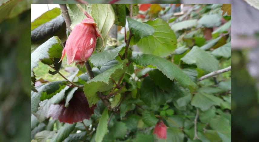 лещина краснолистная