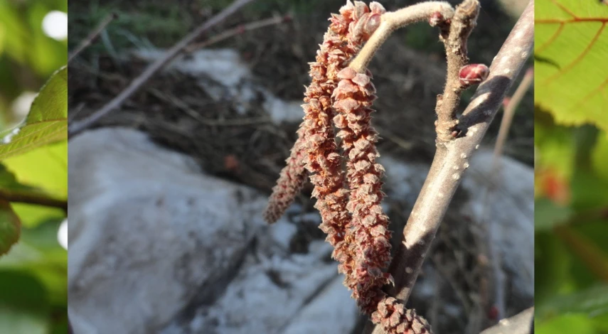 фундук лещина краснолистная