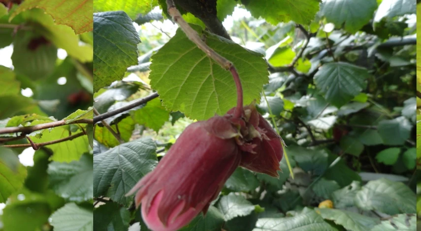 орех лещина краснолистная