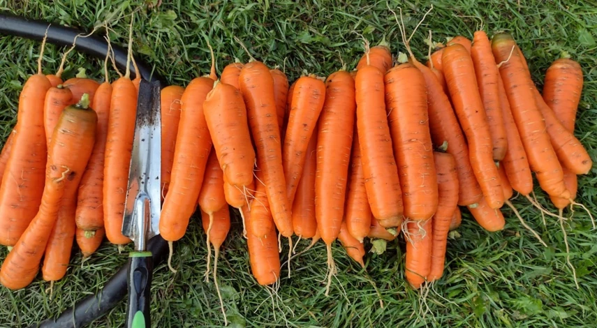 чем подкормить морковь в июле