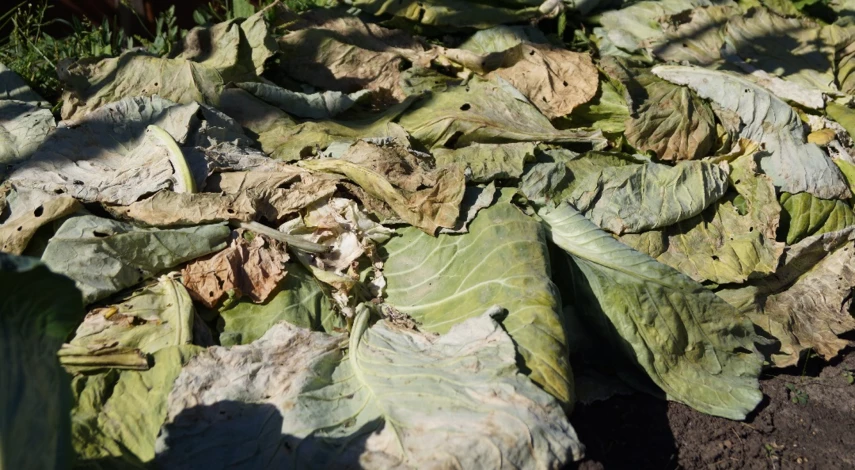 обрывать ли нижние листья у капусты