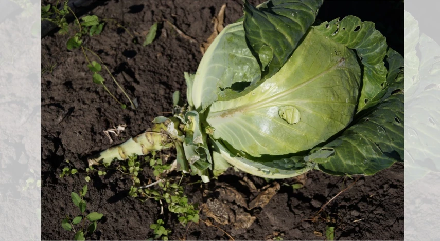 надо обрывать листья у капусты