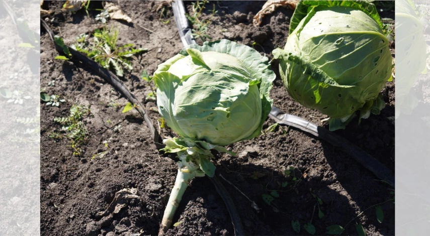 нужно ли обрывать листья у капусты