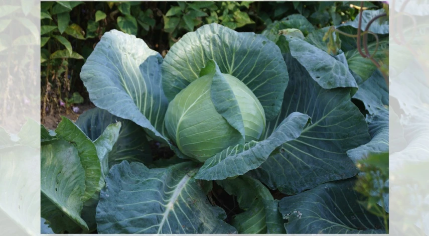 когда нужно обрывать листья у капусты