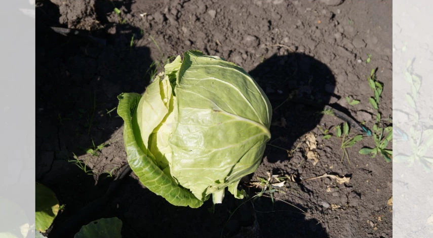 когда обрывать нижние листья у капусты