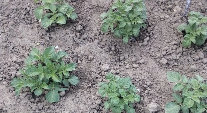 как сажать картошку палкой