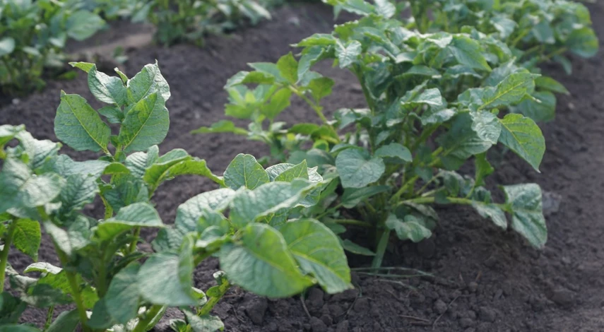 палка для посадки картофеля