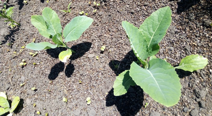 фасоль в открытый грунт