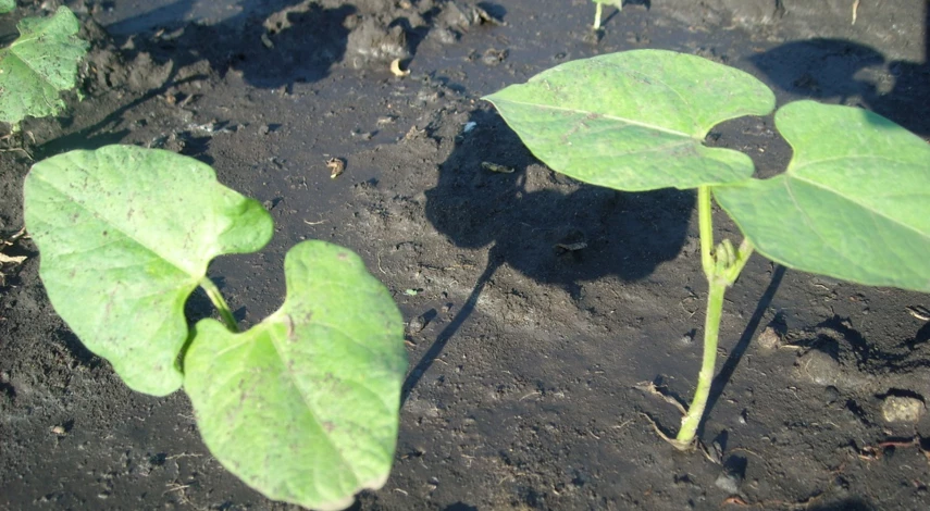 выращивание фасоли