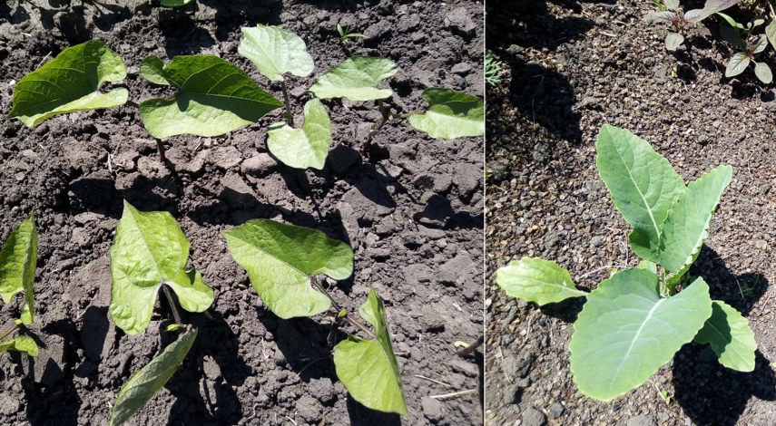 выращивание фасоли в открытом грунте