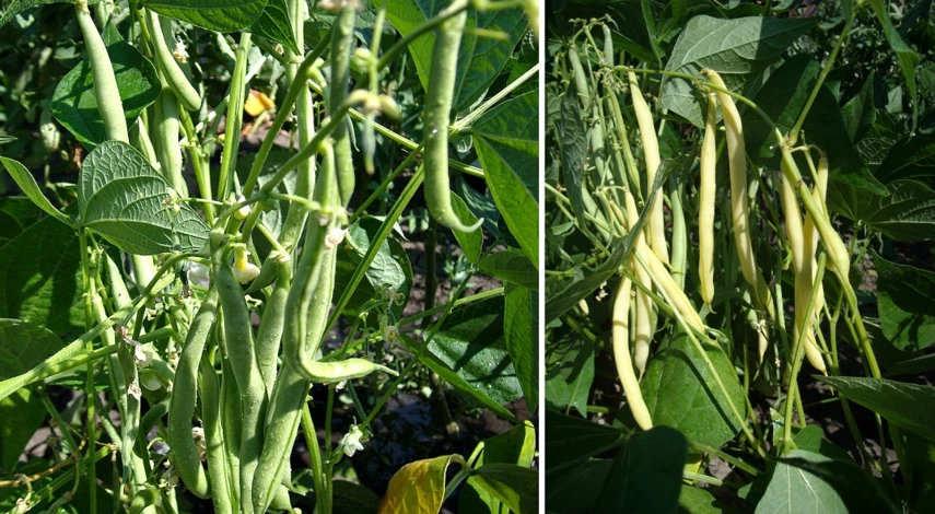 фасоль выращивание и уход