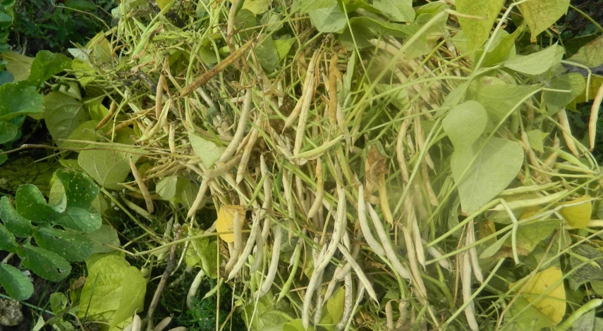 фасоль выращивание и уход в открытом грунте