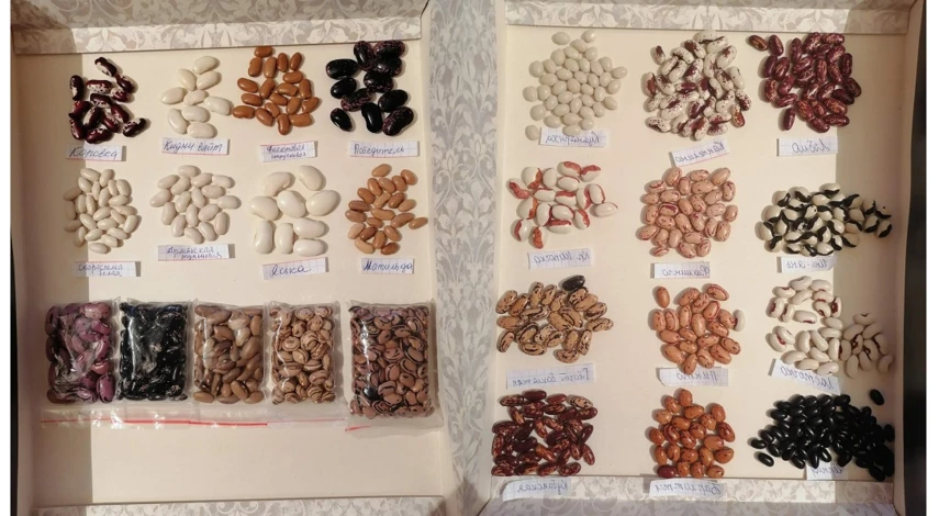 выращивание семян фасоли