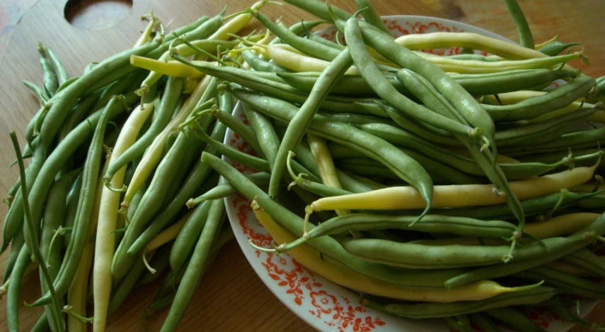 условия выращивания фасоли