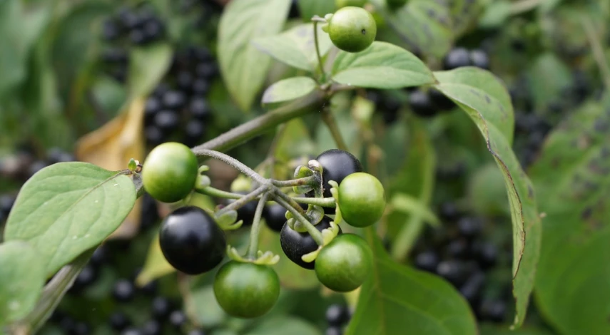 санберри выращивание