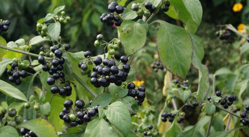 санберри уход