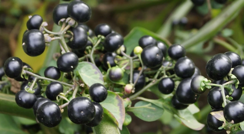 санберри выращивание и уход