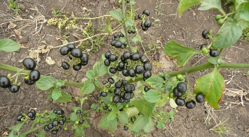 санберри выращивание и уход в открытом грунте