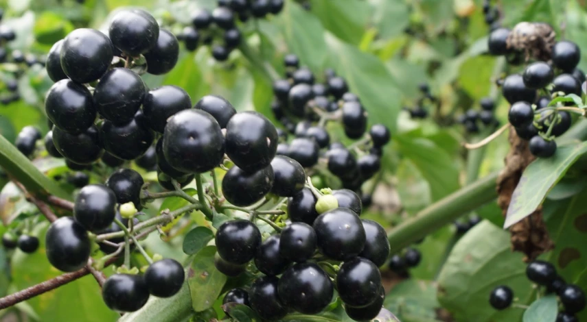 санберри что это за растение