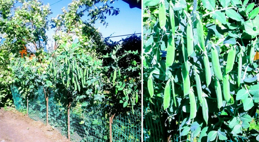 посадка гороха грунт