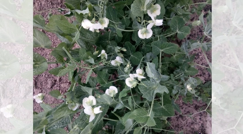 посадить горох в грунт