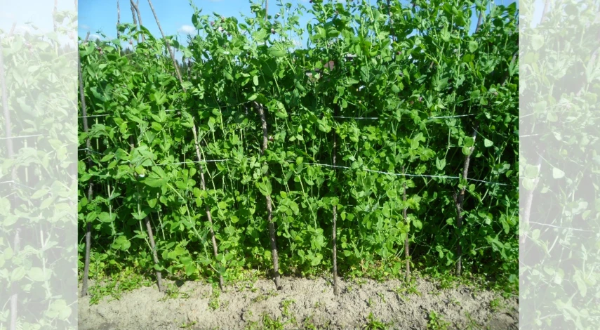 как подвязать горох в открытом грунте