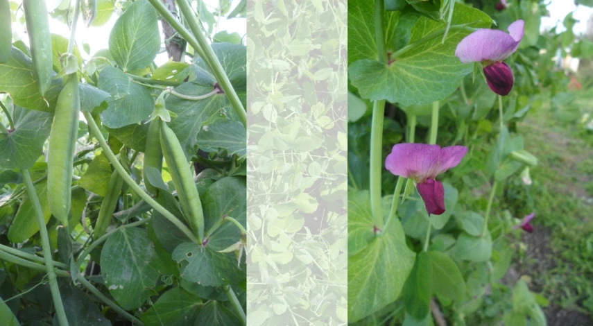 как сажать горох в открытый грунт