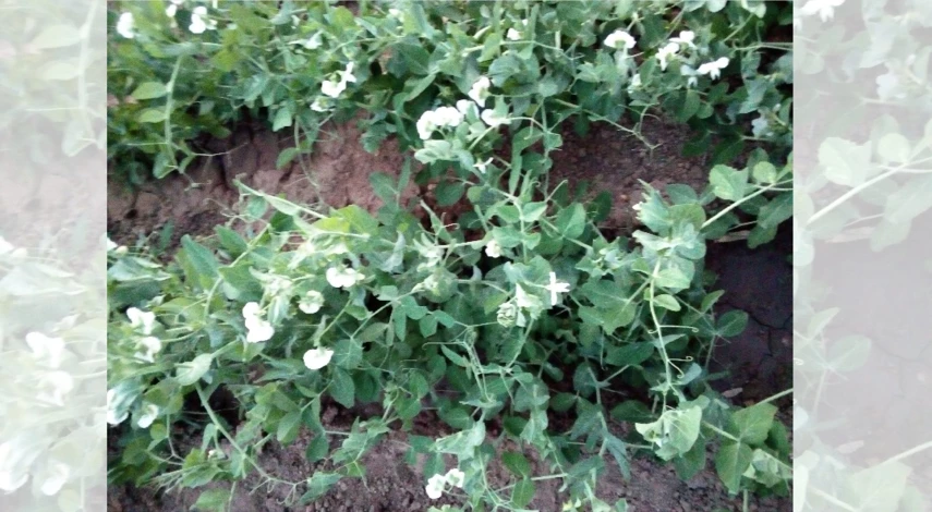 как садить горох в открытый грунт