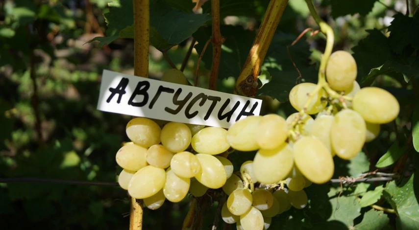 виноград для начинающих