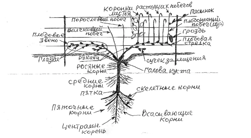 виноград для начинающих строение куста