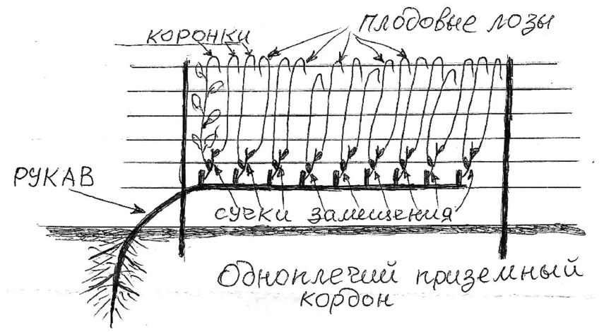 виноград для начинающих строение лозы