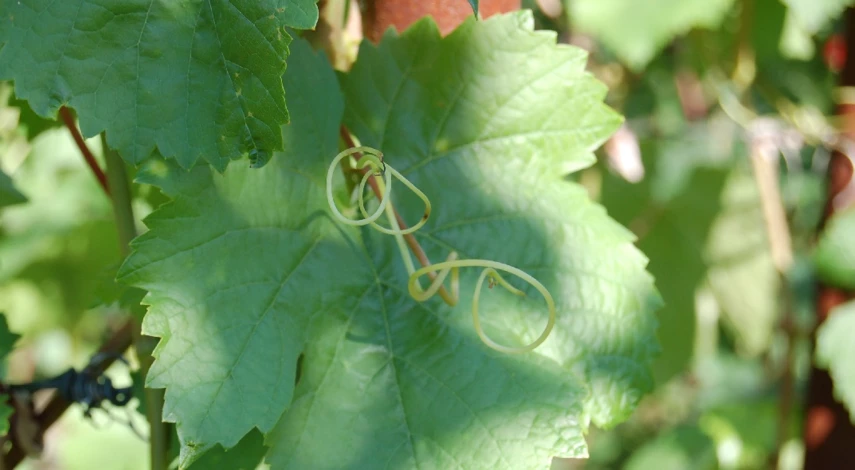 виноград для начинающих что делать