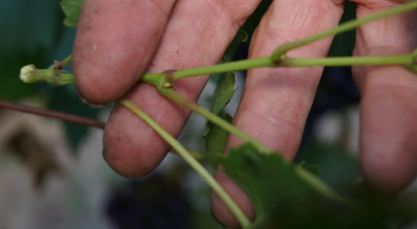 виноград с чего начать выращивание