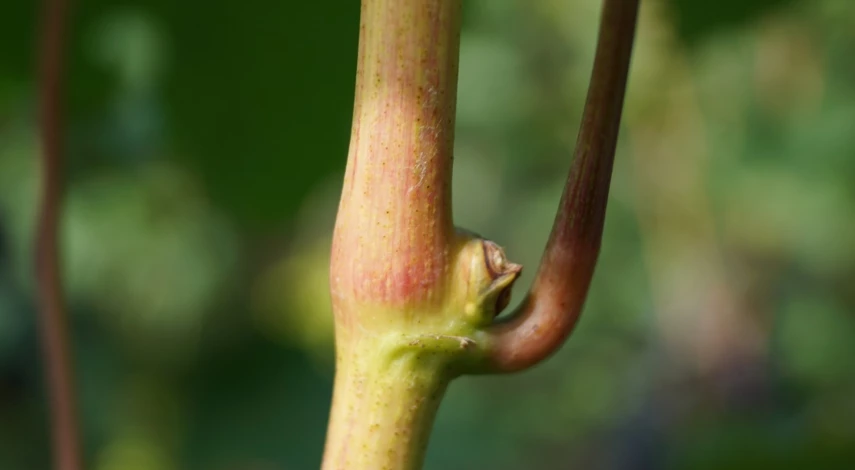 строение куста винограда для начинающих