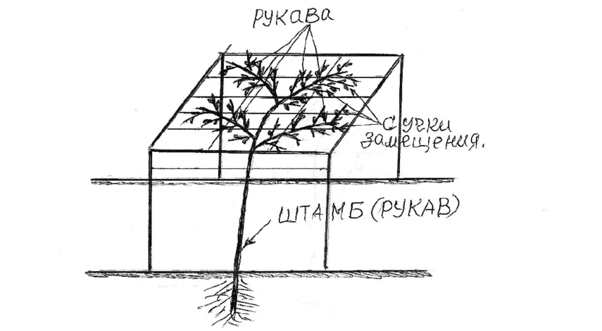 виноград для начинающих строение побега