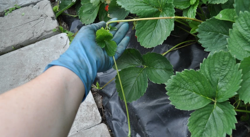 посадка клубники усами летом