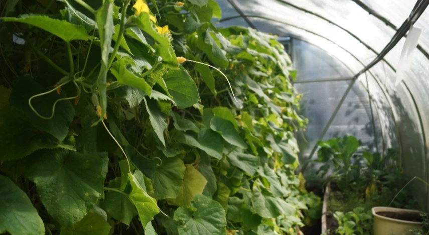 как продлить плодоношение огурцов в теплице