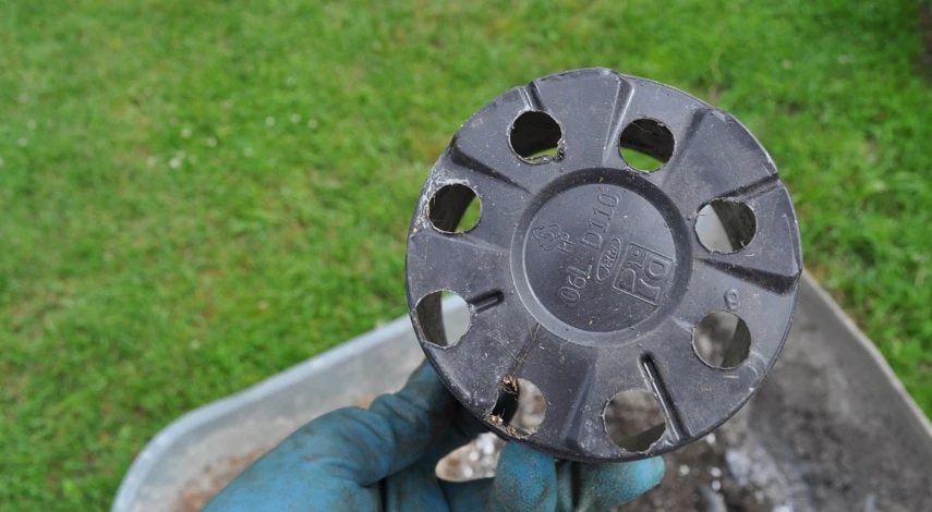 посадка клубники осенью в открытый грунт усами