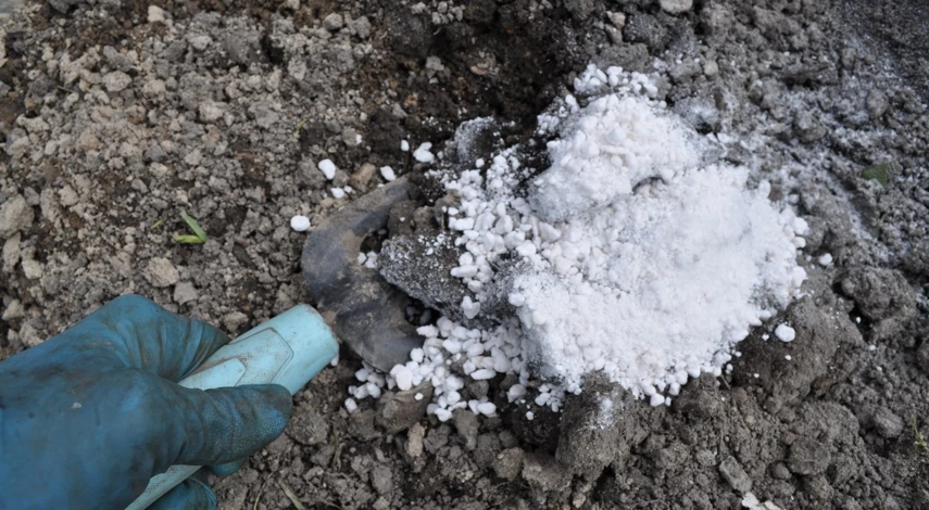 посадка земляники усами