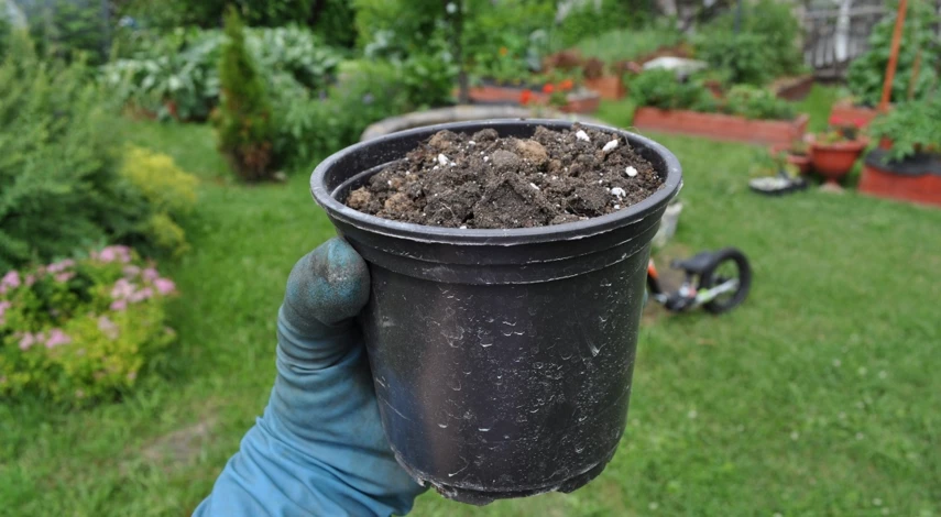 как выбрать усы клубники для посадки