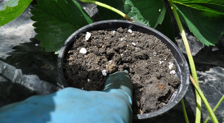 какие усы клубники выбрать для посадки