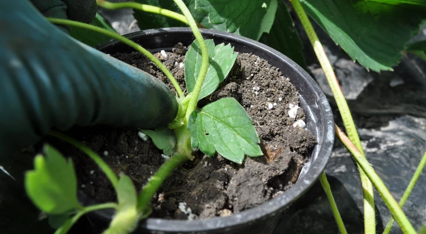 усы от клубники какие брать для посадки