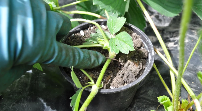 посадка клубники усами летом в открытый грунт