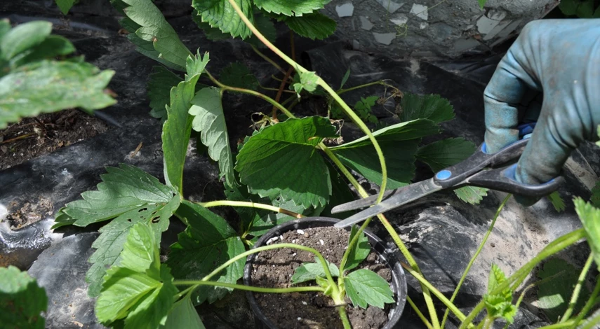 как посадить усы клубники