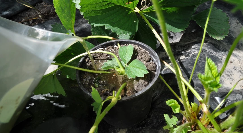 как посадить усы клубники в августе