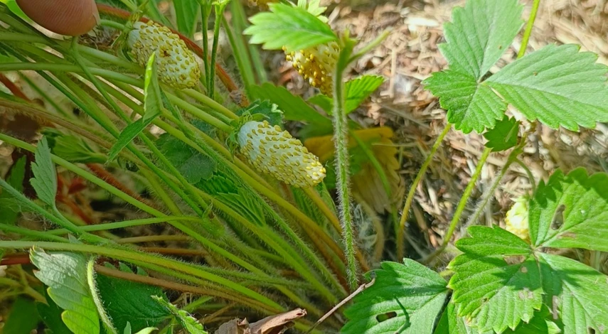 как правильно посадить усы клубники летом