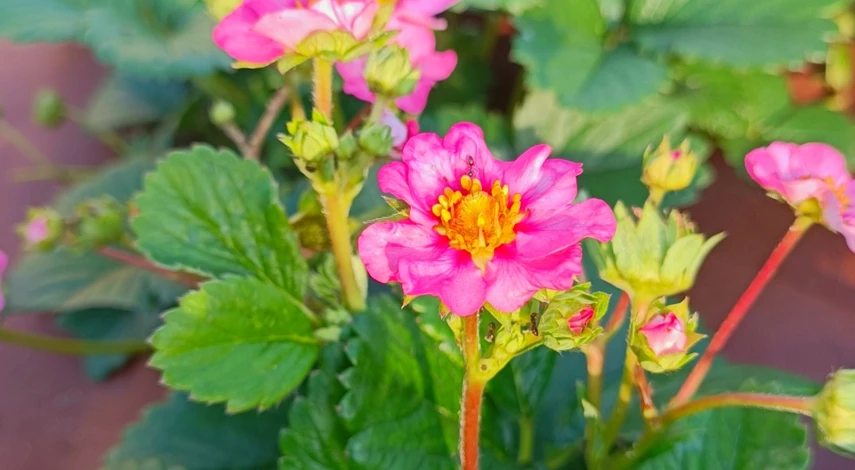 как посадить усы клубники осенью