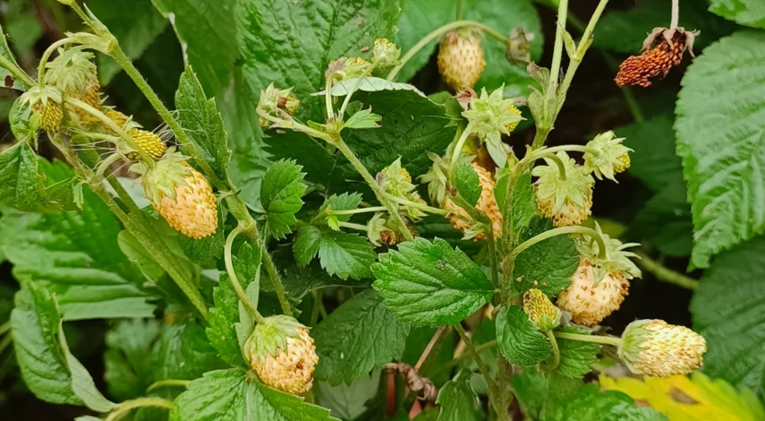 как посадить усы клубники в стаканчики